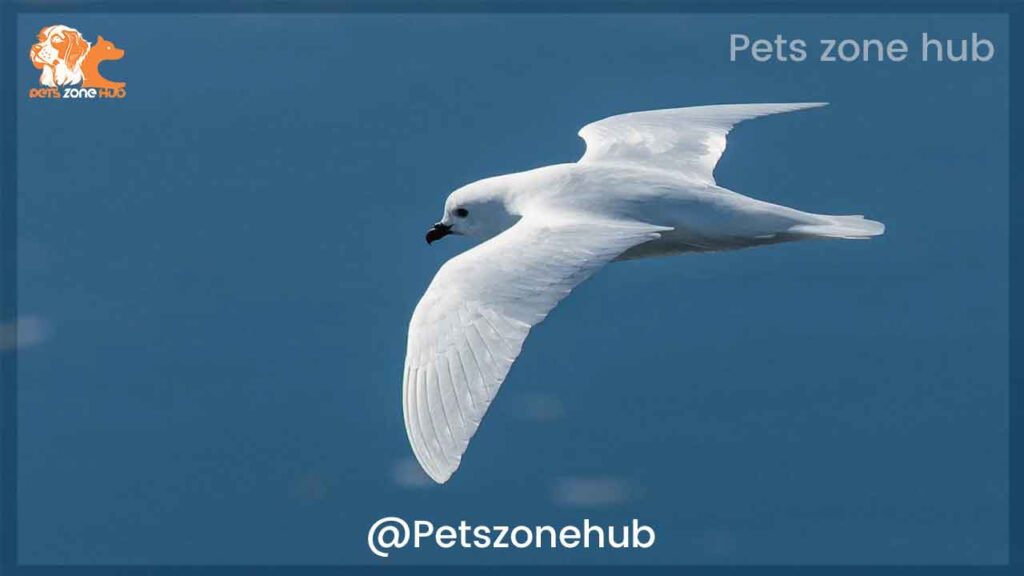 Snow-Petrel-in-flight