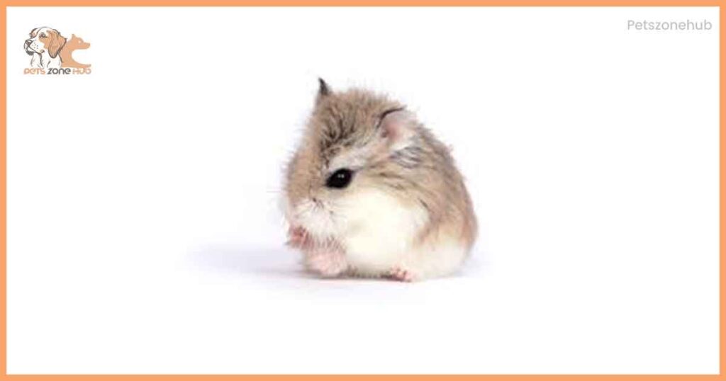 smallest-hamster-in-the-world