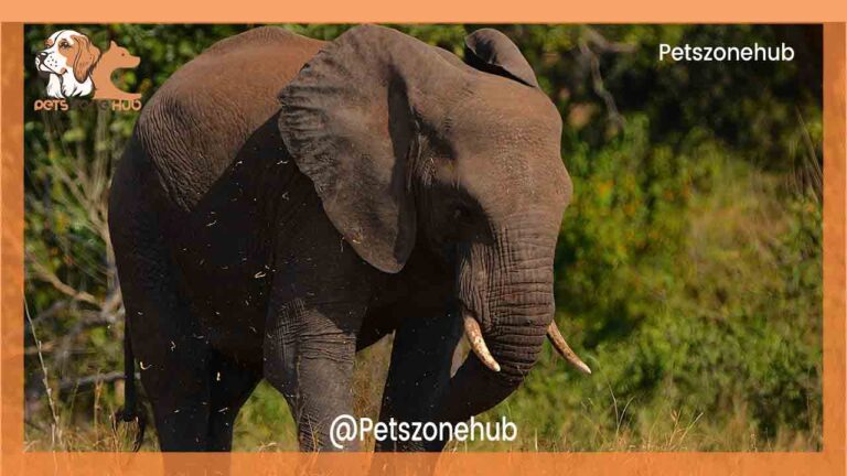 African forest elephant