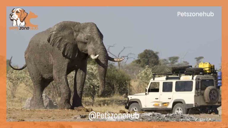 Elephant Crush a Vehicle