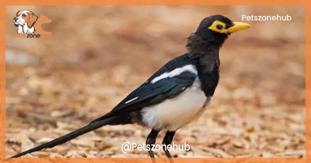 . Yellow-billed magpie
