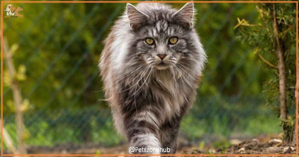 maine coon
