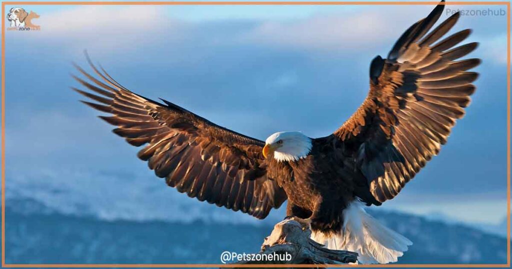 Eagle
