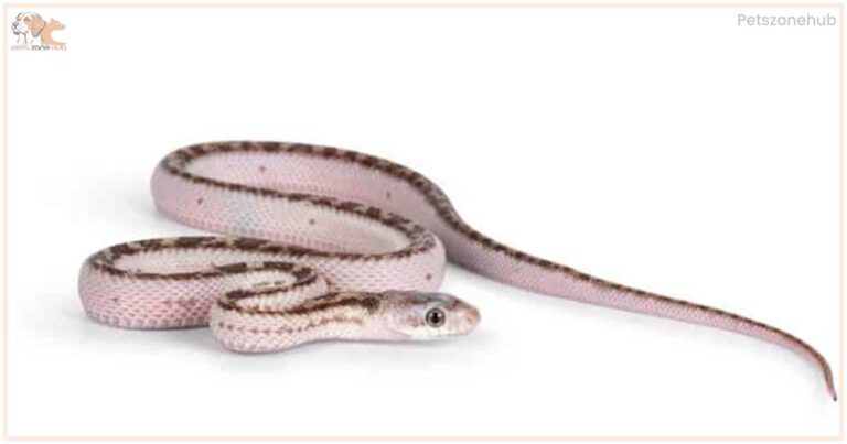 baby rat snake