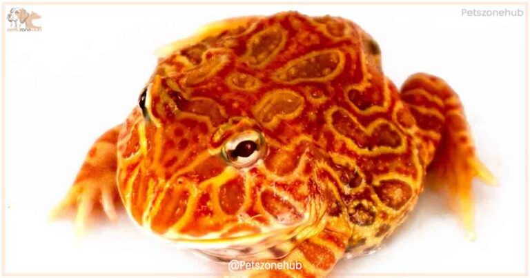 Strawberry Pacman Frog