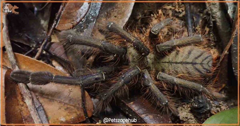 omothymus spider size