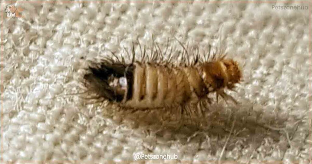Carpet-Beetle-Larvae