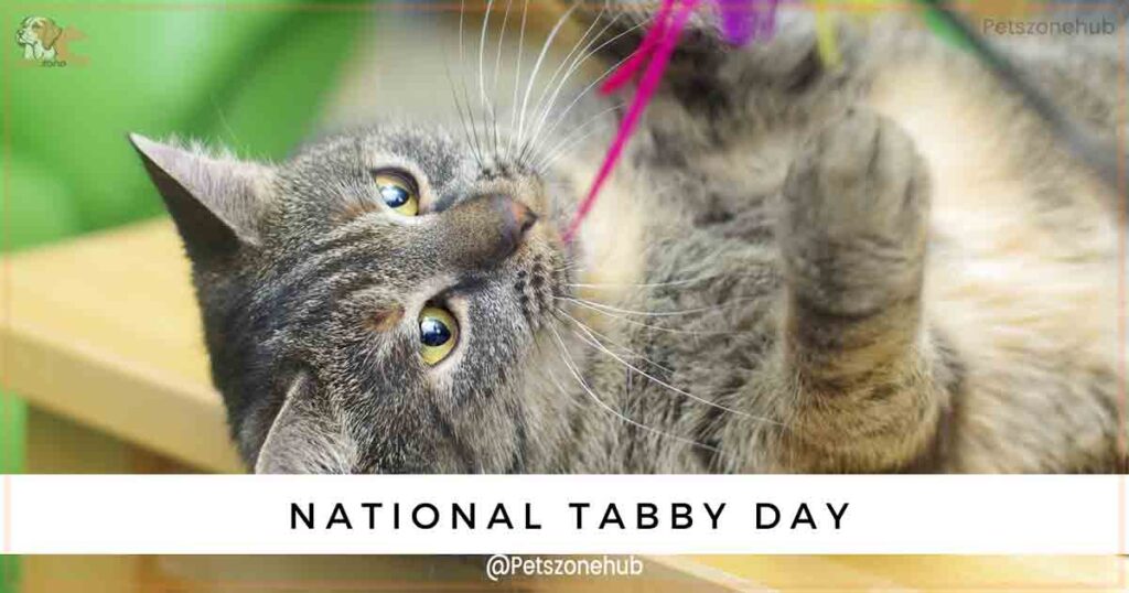 National Tabby Cat Day
