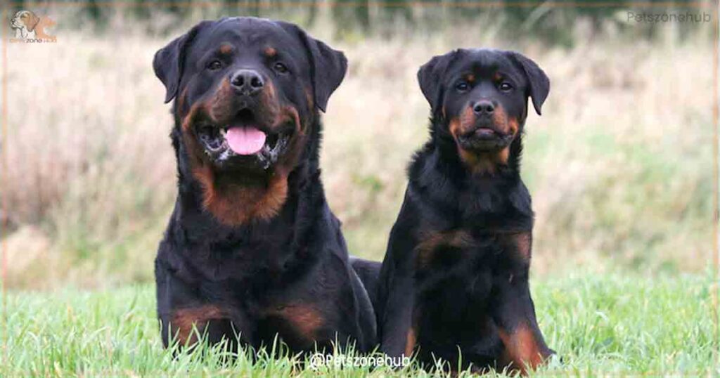 About-Rottweilers