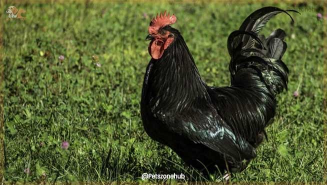 Australorp-Rooster