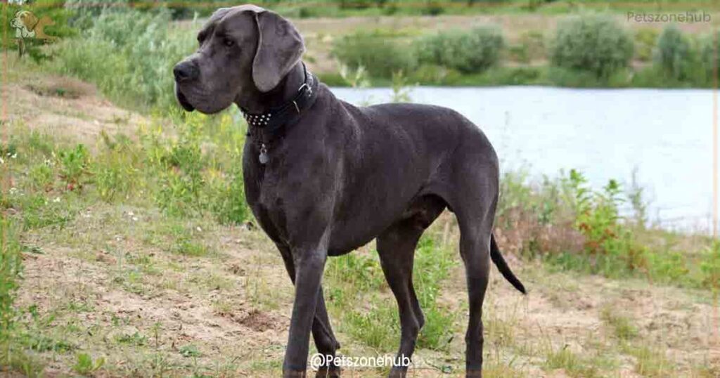 Black-Great-Dane-Lifespan-and-Health-Issues