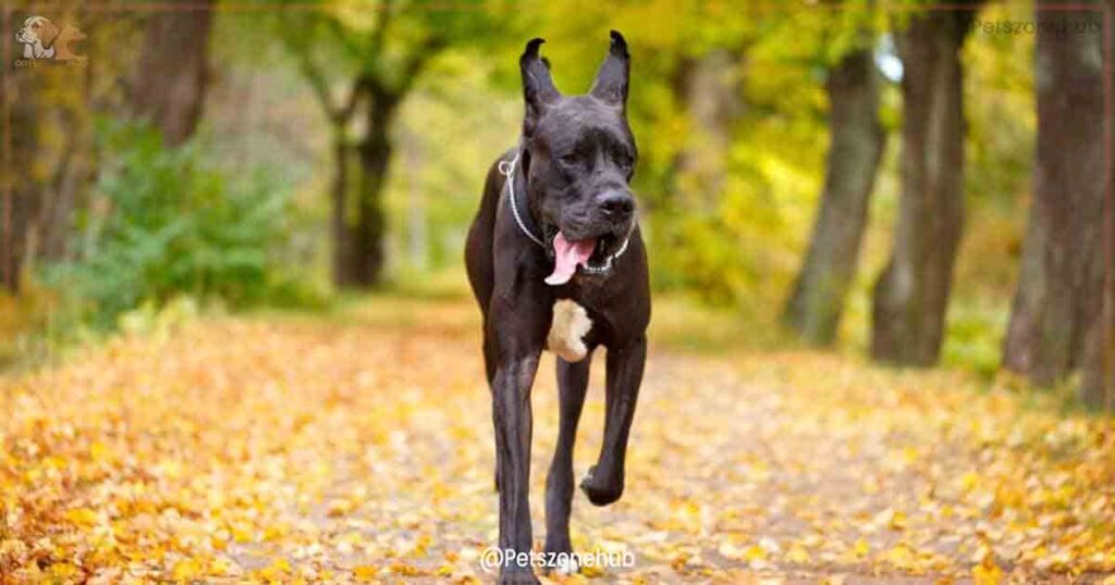Does-the-AKC-Recognize-Black-Great-Danes?