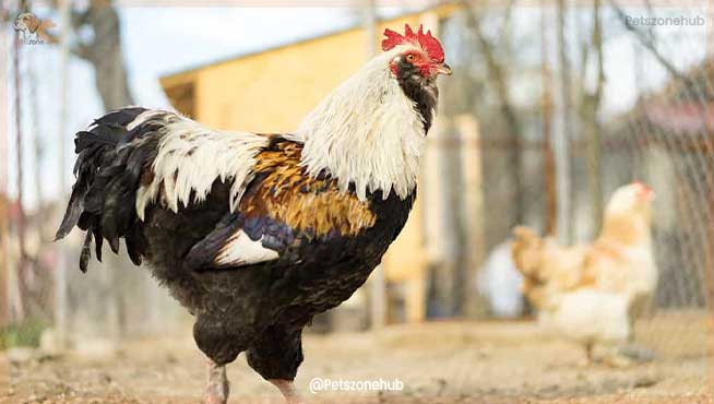 Faverolles-Rooster