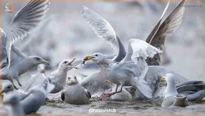 Gulls-squabble