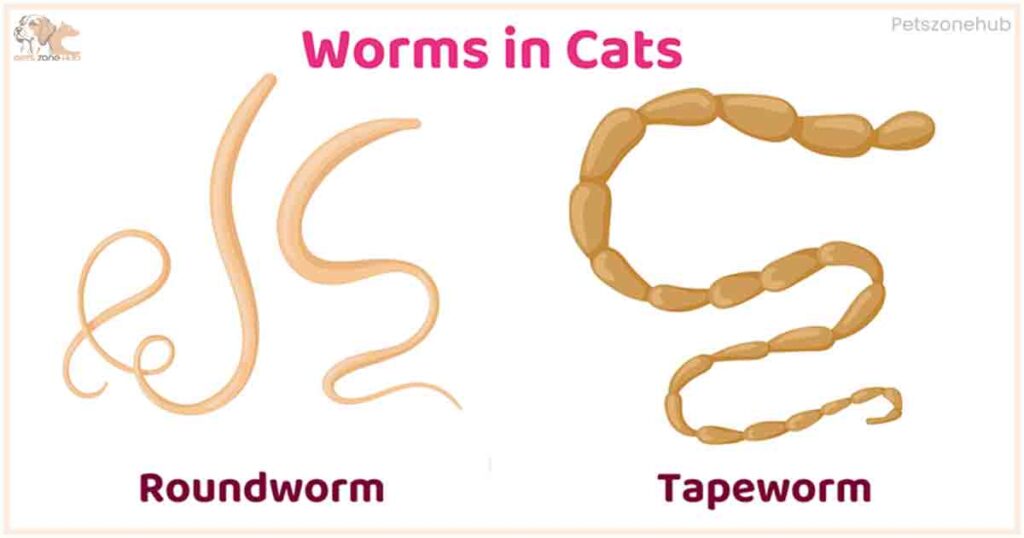 Hookworms-in-Cat