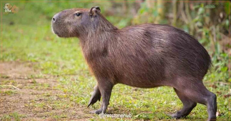 Capybara Pet