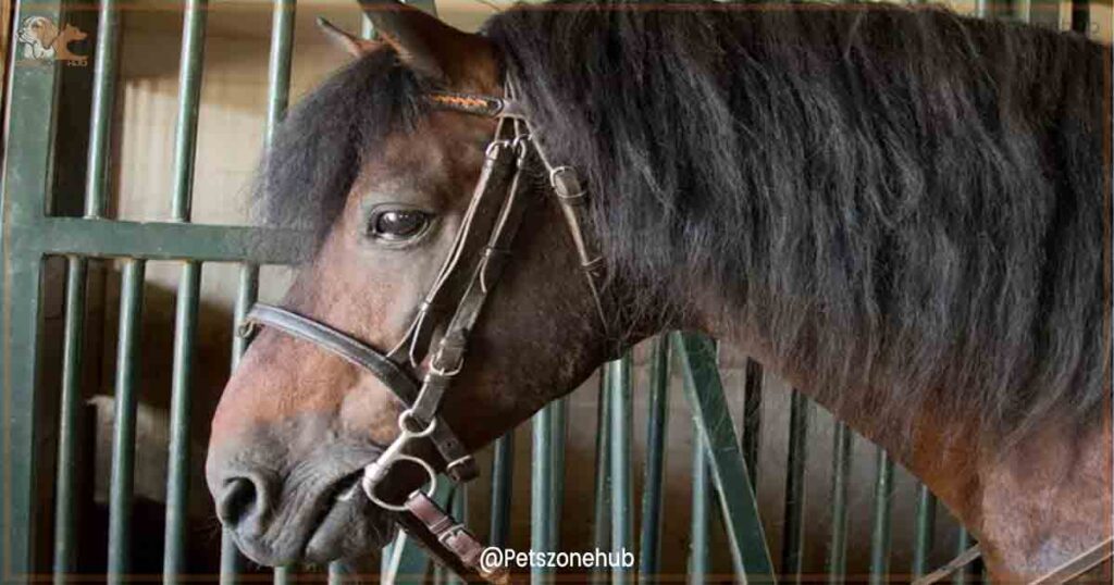 How-to-Put-a-Bridle-on-a-Horse