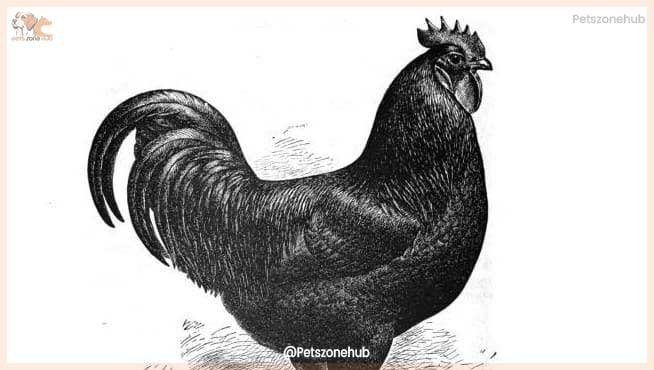 Java-Rooster