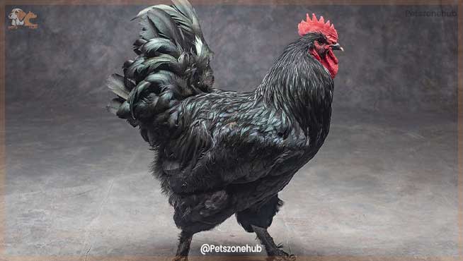 Discover 20 Different Types of Roosters