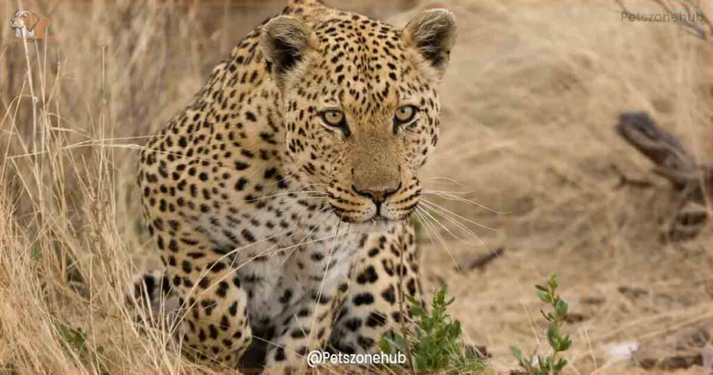 Leopard-photo