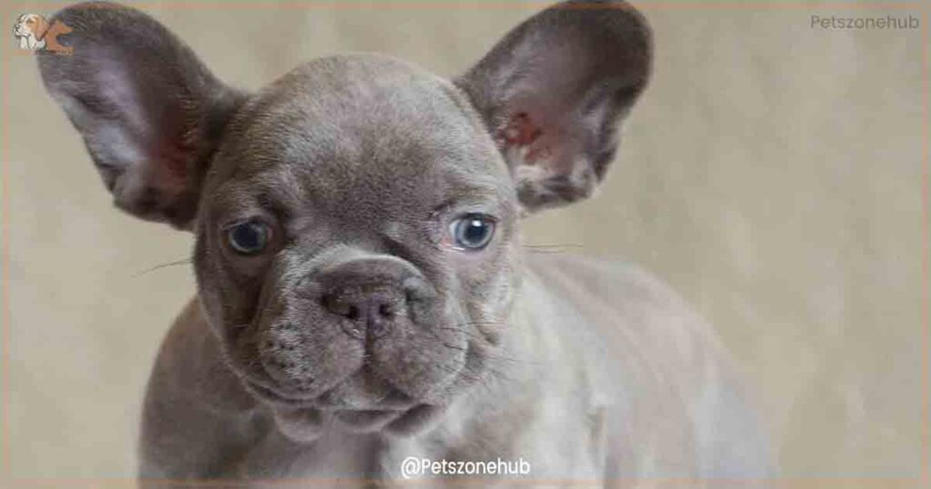 Lilac-French-bulldogs