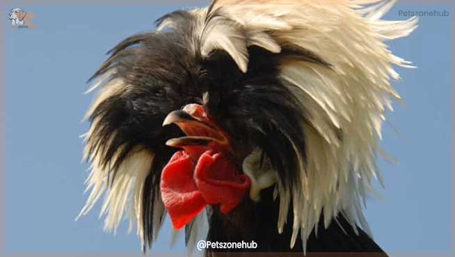 Polish-Rooster