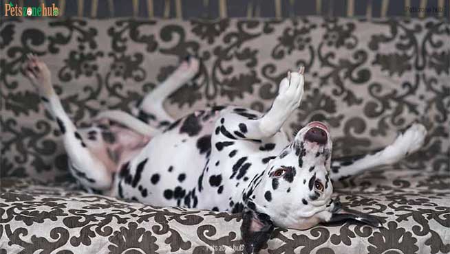 5 Common Dalmatian Health Problems