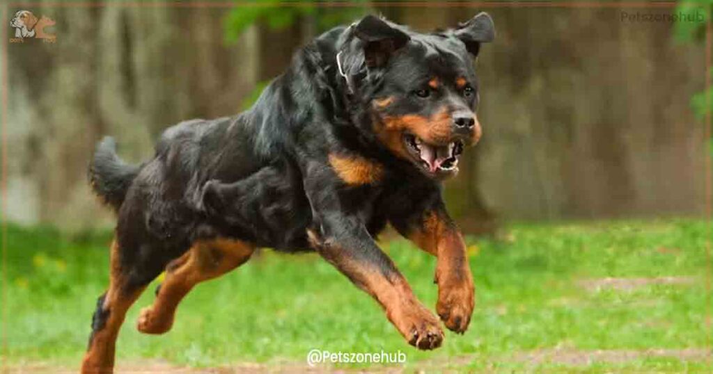 Rottweiler-Breed-Guide