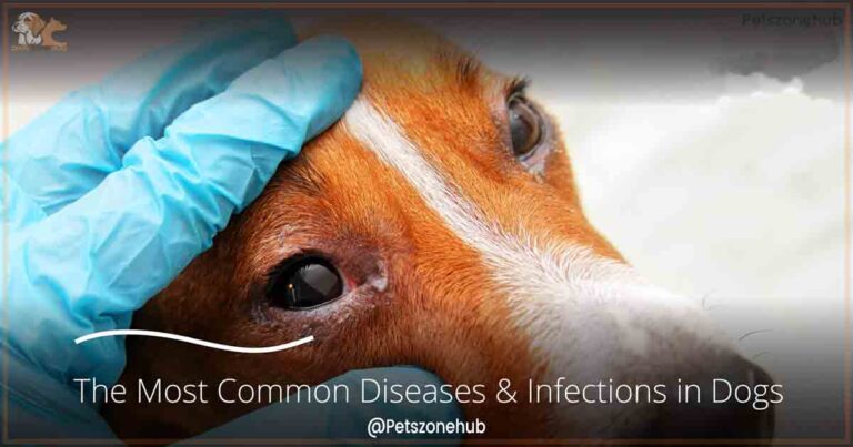 The Most Common Diseases & Infections in Dogs