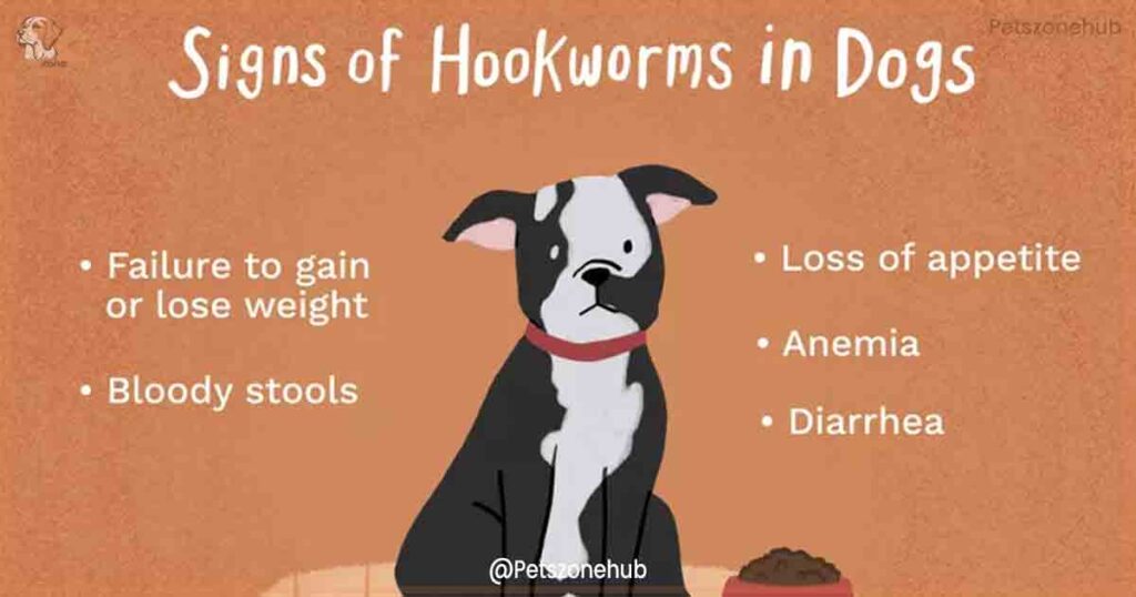 What-Causes-Hookworms-in-Dogs