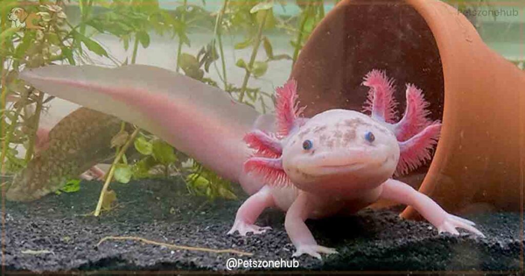 axolotl-bred-in-captivity