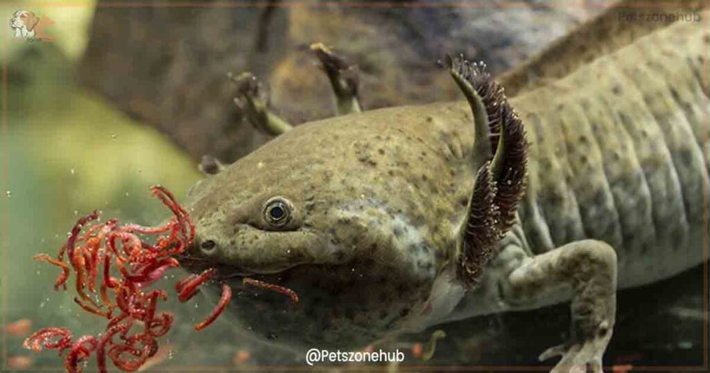 axolotl-eating-mosquito