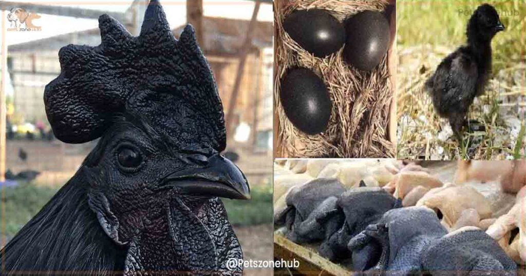 Ayam cemani eggs