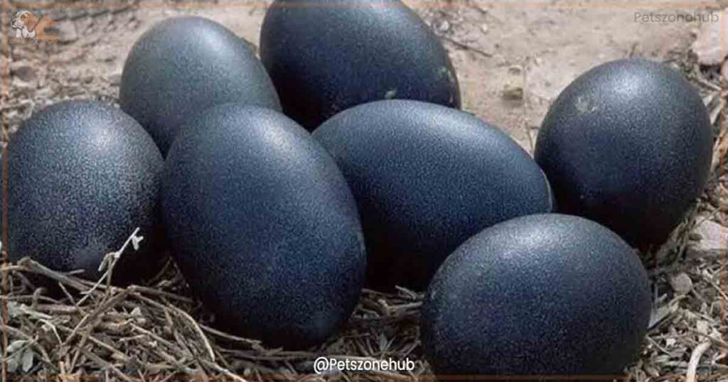Cemani Eggs