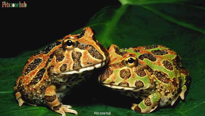 A-Guide-to-Caring-for-Pacman-Frogs-as-PetsA-Guide-to-Caring-for-Pacman-Frogs-as-Pets