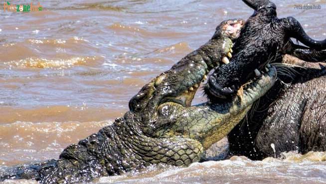 Alligator-vs.-Crocodile-Which-Is-More-Dangerous-to-Humans