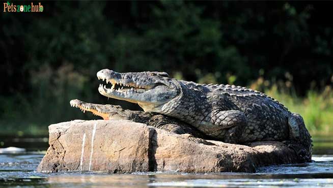 Alligator-vs.-Crocodile-Who-Would-Win-in-a-Fight