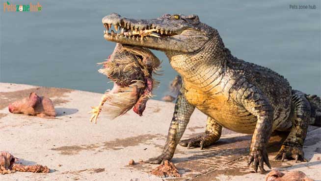 Alligators-and-crocodiles-are-ambush-hunters-with-keen-senses-of-sight-and-touch.