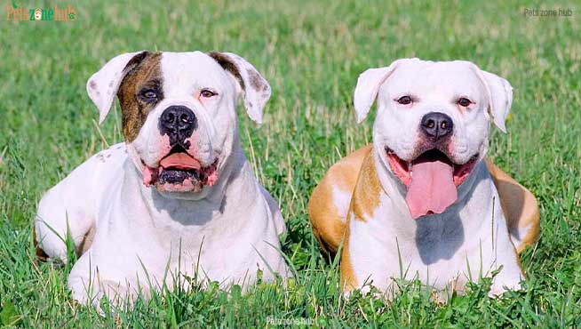 American-Bulldog-Dog-Breed-Information