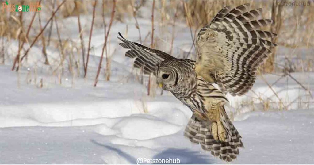 Barred-owl