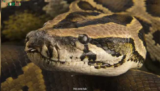 Burmese-Python