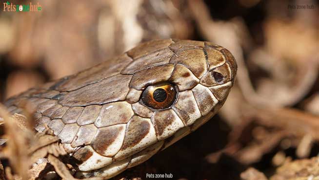 Copperhead-Snakes-look-like