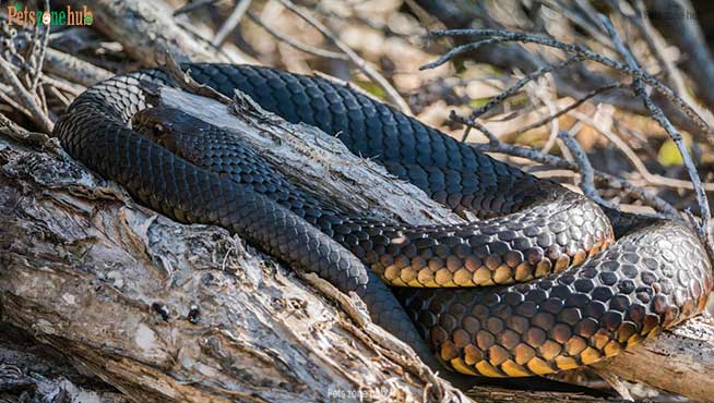 Copperhead-Snakes
