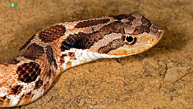 Eastern-Hognose-Snake