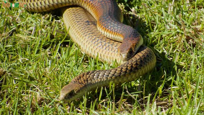 Where do Copperhead Snakes live?