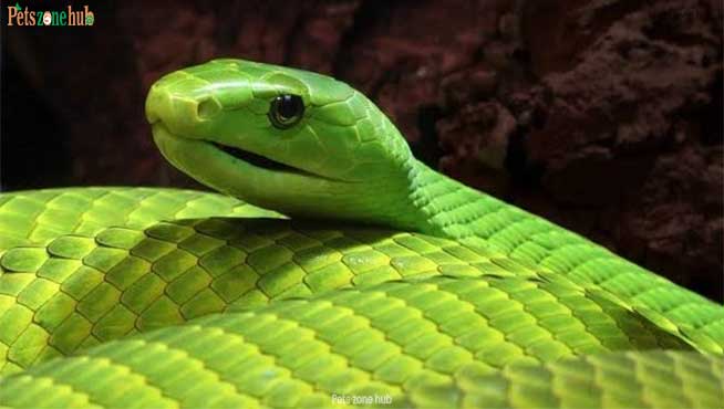 Green-Snake-Names