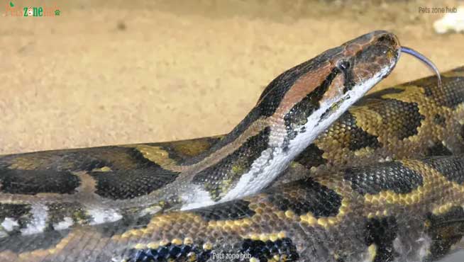 Indian-Python