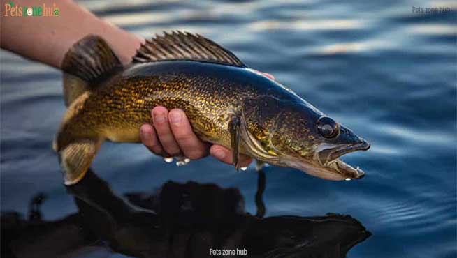 Largest-Walleye-Ever-Caught