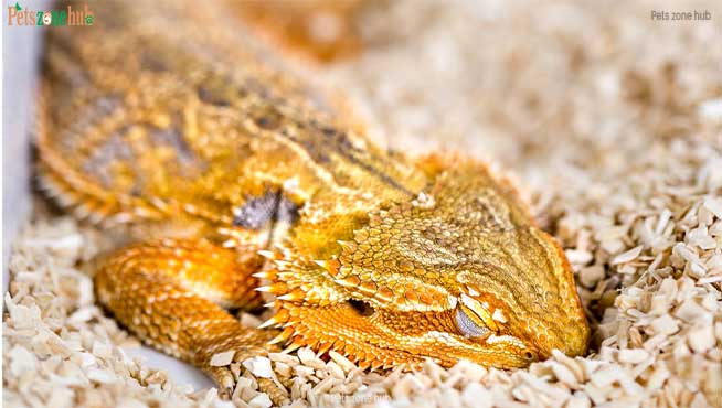 Lizards-share-sleep-patterns-with-humans
