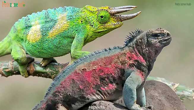 Most-Unique-Lizards-in-The-World
